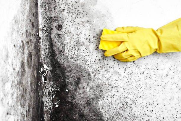 Best Same-Day Mold Removal  in Lost Hills, CA