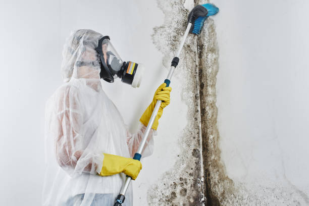 Best Mold Damage Repair  in Lost Hills, CA