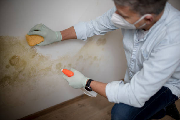 Best Attic Mold Removal  in Lost Hills, CA