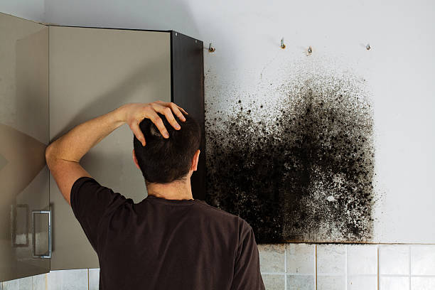 Best Attic Mold Removal  in Lost Hills, CA