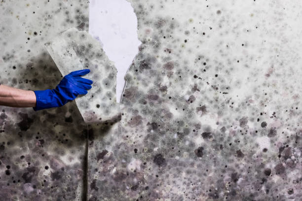 Best Mold Removal Near Me  in Lost Hills, CA